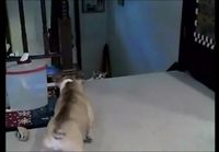 Ranskanbulldog vs. vihainen kissa