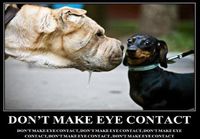 Don´t make eye contact