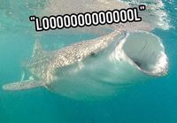 LOL-whale