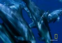 Delfiinien elämää
