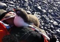 Baby penguin meets human