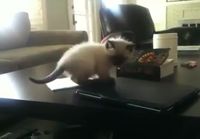 Kissanpennun uljas loikka sohvalle