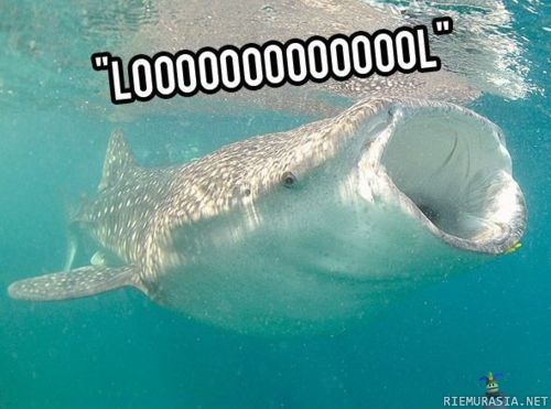 LOL-whale