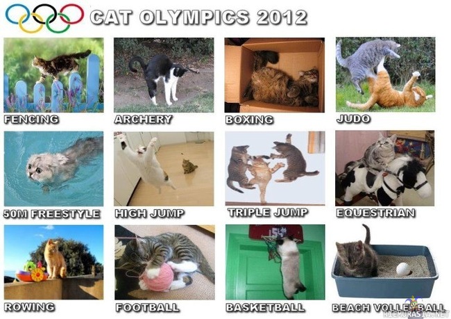Cat olympics