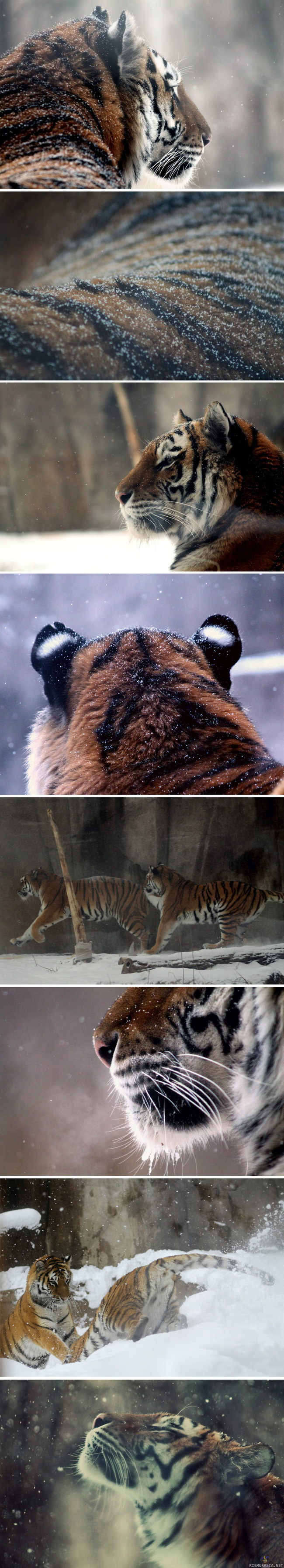 Tiikerit lumessa - Kuvasarja missä tiikerit nautiskelevat lumisateesta