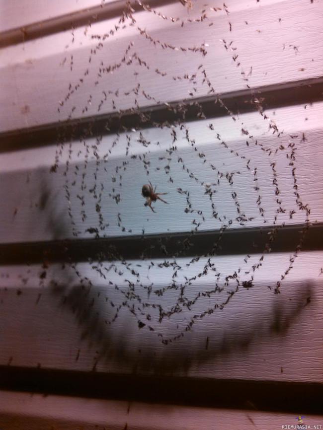 Hämähäkin buffetti - Hämähäkki on löytänyt hyvän paikan seitilleen