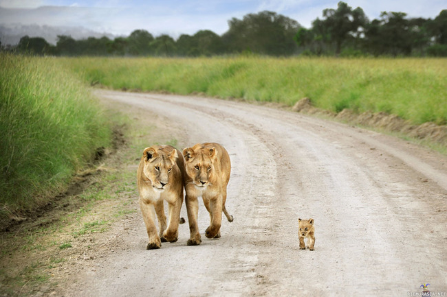 Lauman nuorin - Naarasleijonat kävelemässä pennun kanssa