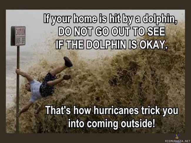 Jos delfiini osuu taloosi - älä mene katsomaan