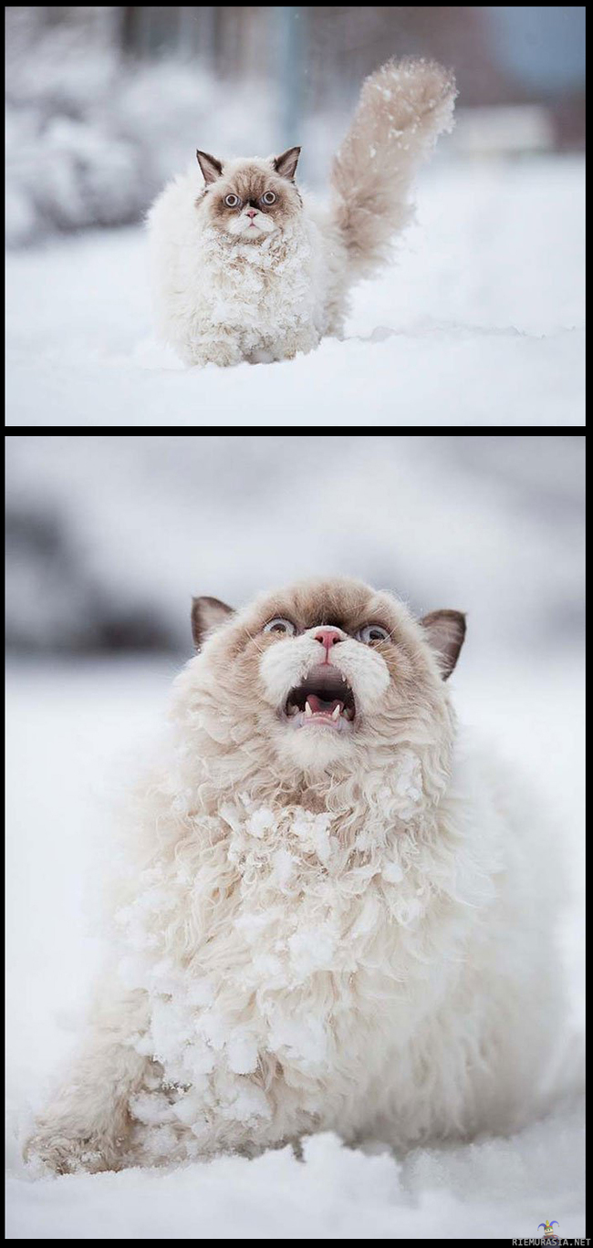 Kissa lumihangessa - Hangessa oli hetken aikaa ihan ok olla, kunnes ahistus iski