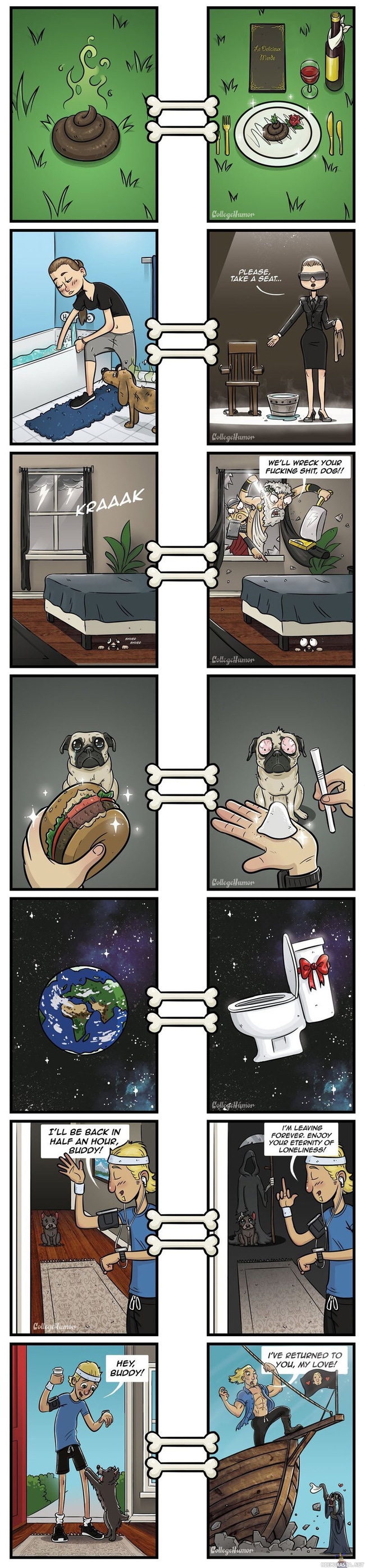 Miten koira näkee asiat