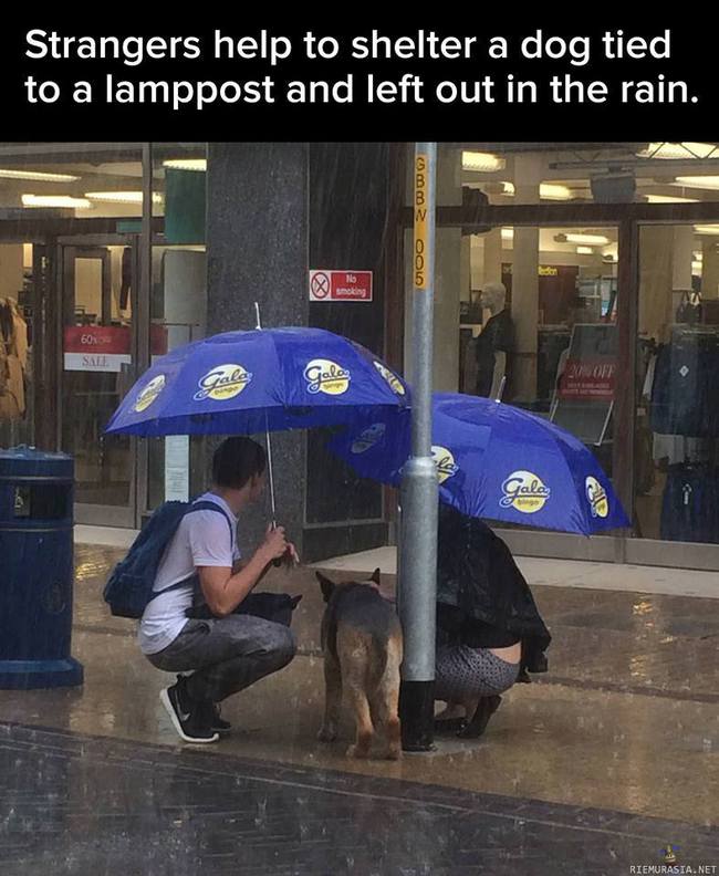 Koira sateessa - Avuliaat ihmiset pitelevät tolppaan sidotulle koiralle sateenvarjoa sillä aikaa kun omistaja luuraa jossain kaupassa