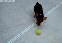 Corgi rähisee tennispallolle.