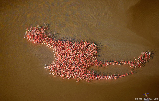 Flamingot muodostaa flamingon - flamingoception