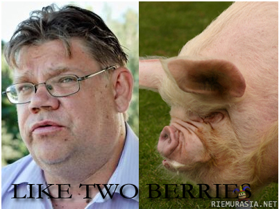 Like two berries. - Timo Soini and a porker
