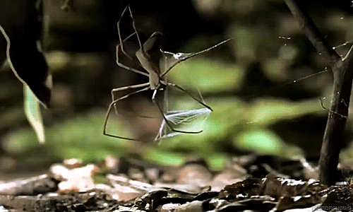 Hämähäkki metsästää - Hämis käyttää siistiä saalistus taktiikkaa.