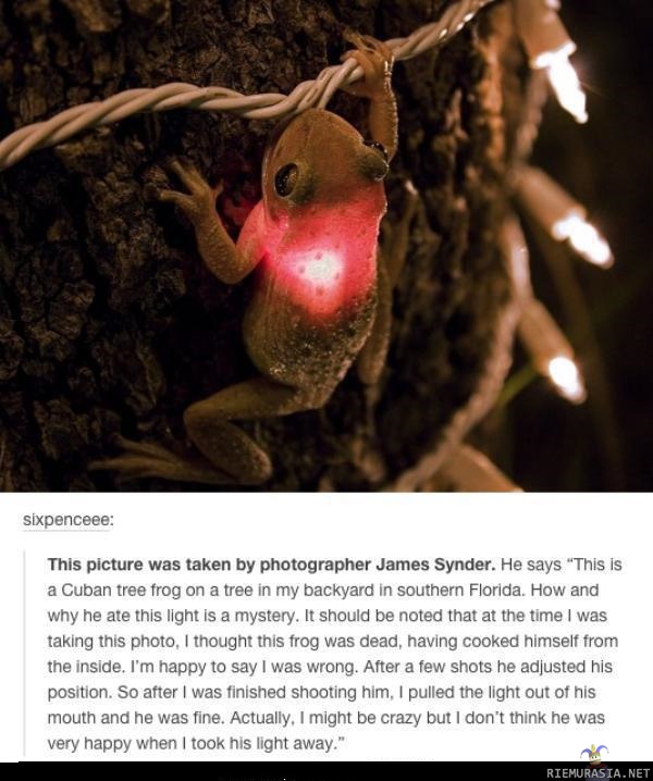 Sammakko - Nälkäinen sammakko söi valon
