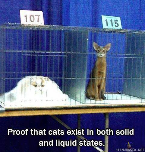 Kissojen olomuodot - Kissoja voidaan tavata niin nestemäisinä kuin kiinteässäkin olomuodossa.
