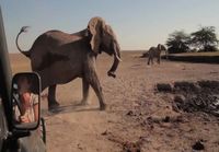 Elefantin pelastusta