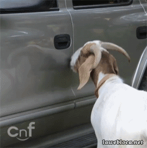 GTA - goat theft auto