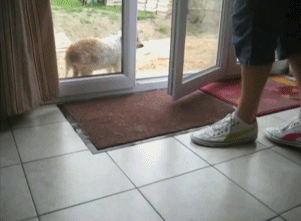 Hyvätapainen koira - tassut puhtaaksi ennen sisälle tuloa