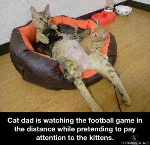 Cat dad