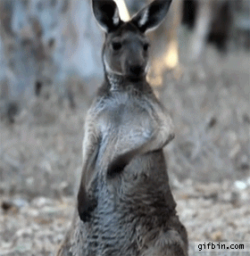 Kengurun ilmakitara - Vasenkätinen kenguru tykittää tiukan ilmakitarasoolon