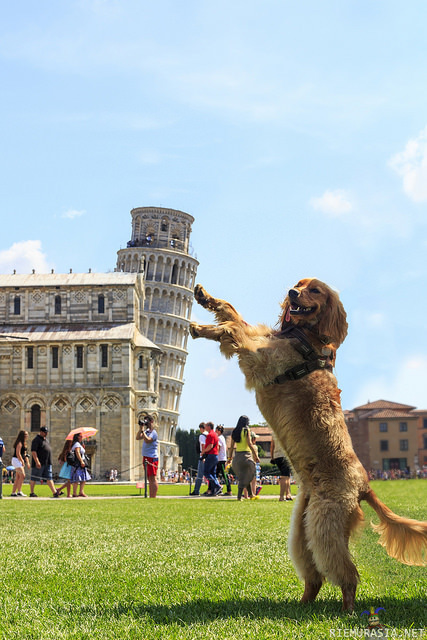 Koiran lomakuvat - Kultaisen noutajan Italianmatkalla oli pakko näppäistä tämä perinteinen tornikuva
