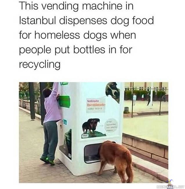 Koirille ruokaa kierrättämällä - Istambulissa on automaatti josta kulkukoirat saavat ruokaa kun sinne laitetaan pulloja kierrätykseen.