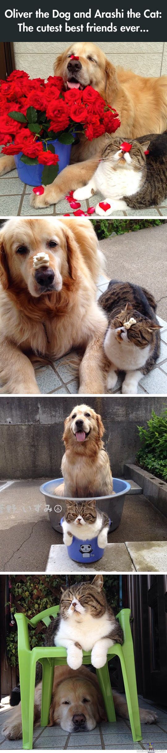 Oliver & Arashi - Kissa ja koira ovat parhaat kaverukset