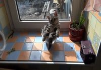 Kissa chillailee lasikulhossa