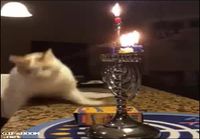 Kissa ja kynttilät