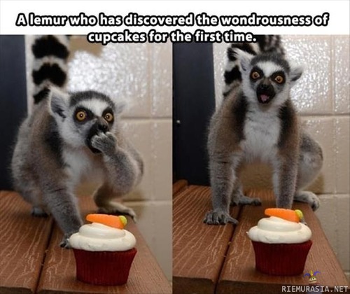 Lemur maistaa ensimmäistä kertaa cupcakea