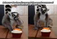 Lemur maistaa ensimmäistä kertaa cupcakea
