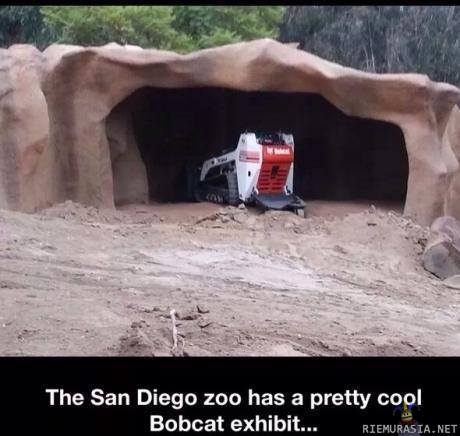 San Diegon eläintarhan eläimet - Siellä Bobcat on nukkumassa päiväuniaan.