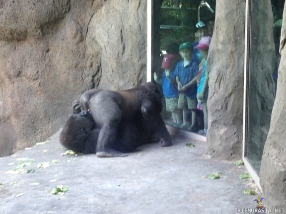 Eläintarhassa tapahtuu - Äiti.. mitä noi gorillat tekee?