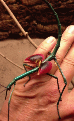 Tosielämän pokemon? - Achrioptera fallax on Madagaskarilta löytyvä sauvasirkkalaji