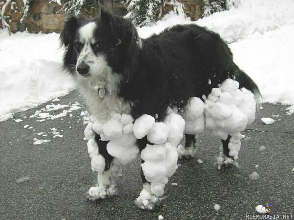 Snow armor - Koiran lumipanssari