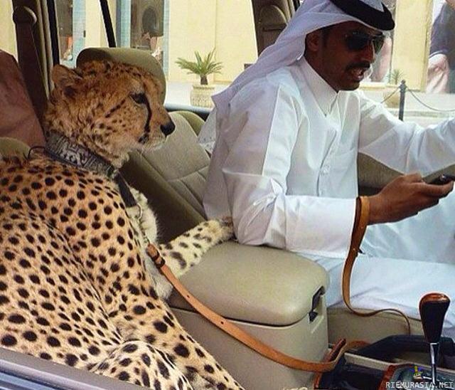 Arabi ostanut heräteostoksia - -No mitähän helkkaria mä oikein teen tän gepardin kanssa?