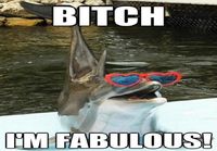 Fabulous Dolphin