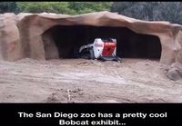San Diegon eläintarhan eläimet