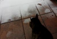Kissa näkee lunta ensimmäistä kertaa