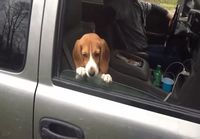 Koiraa jekutetaan auton ikkunan kanssa