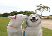 Onnelliset koirat