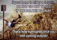 Jos taloosi osuu delfiini