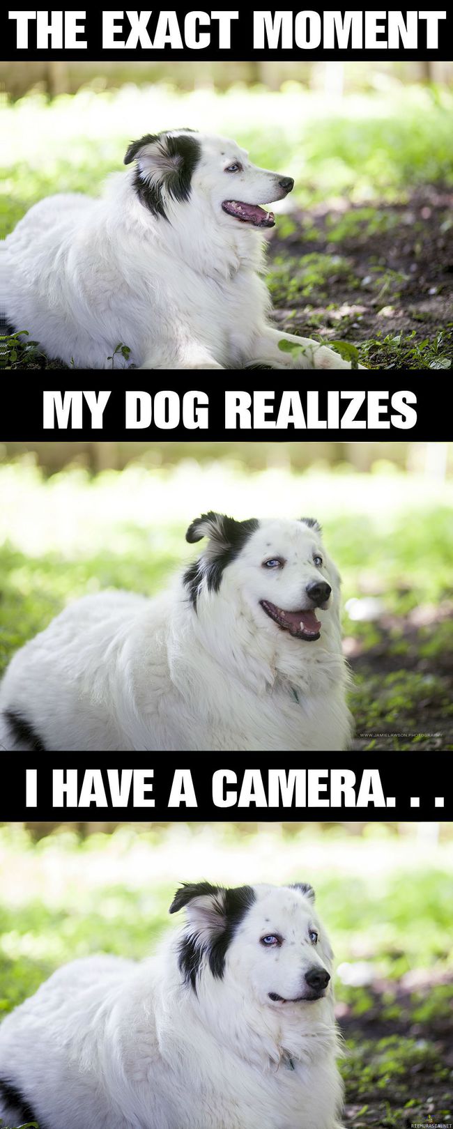 Kun koira huomaa kameran