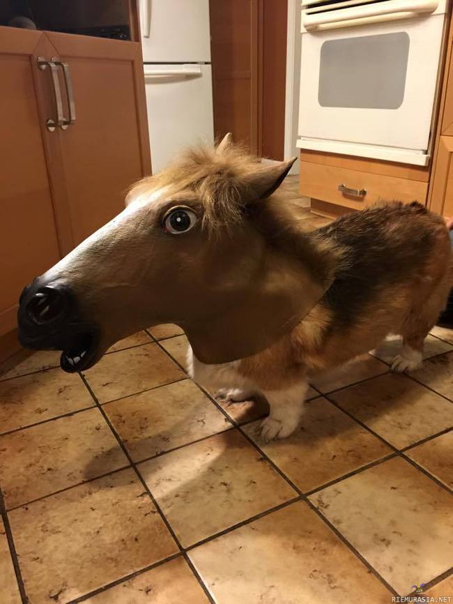 Welsh pony - Walesin majesteettinen ponirotu