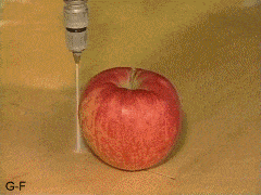 Omenan halkaisu vesileikkurilla - Sisältä makea, ellei jopa peräänantamattoman muheva