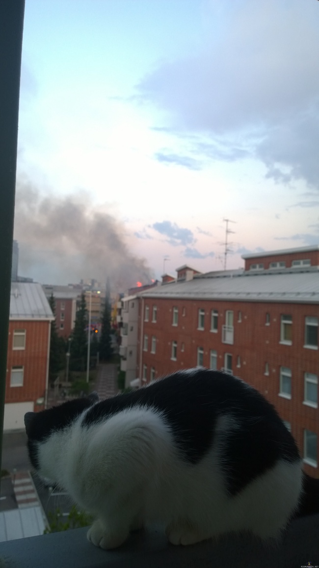 Some cats just wanna watch the world burn - Viimekesäsestä leppävaarassa olleesta tulipalosta taltioitunu