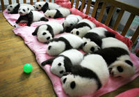 12 pandavauvaa