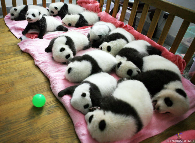 12 pandavauvaa - peitolla